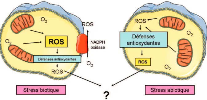 Figure 4: Différences de production de ROS en fonction de la nature du stress. 