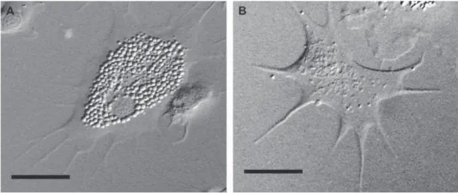 Figure 8 : Granulocyte (A) et hyalinocyte (B) de lhuître de Sydney  Saccostrea glomerata  observés en microscopie à contraste d'interférence différentielle 