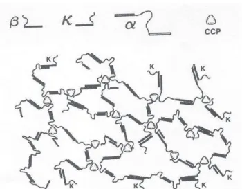 Figure I. 1 : Liaisons à l’intérieur de la micelle de caséine, d’après Horne (1998)