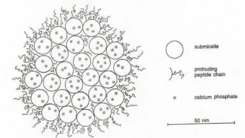 Figure I. 2: Modèle de la micelle de caséine, d’après Walstra (1999) 