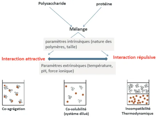 Figure I. 13 : Différentes situations de mélanges  polysaccharides - protéines dans de l’eau