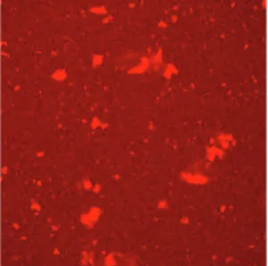 Figure II.  1 : Photographie en microscopie confocale des solutions de caséinate de sodium  respectivement non traitées et traitées