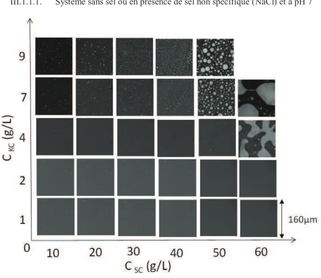 Figure III. 1: Images confocales des mélanges SC/KC à des concentrations indiquées dans la  figure, en absence de sel et pH 7