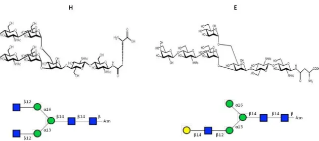 Figure 9. Oligosaccharides H à gauche (heptasaccharide symétrique) et E à droite (heptasaccharide dissymétrique)  sous leur forme liée à l'Asn