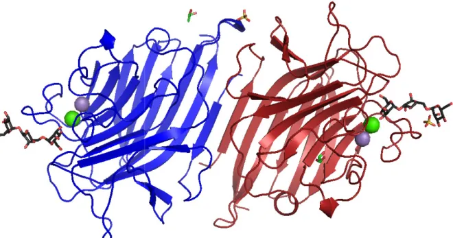 Figure 13. Présentation de la structure dimérique de PELa en complexe avec le trimannose formé par le monomère  A en rouge et le monomère B en bleu