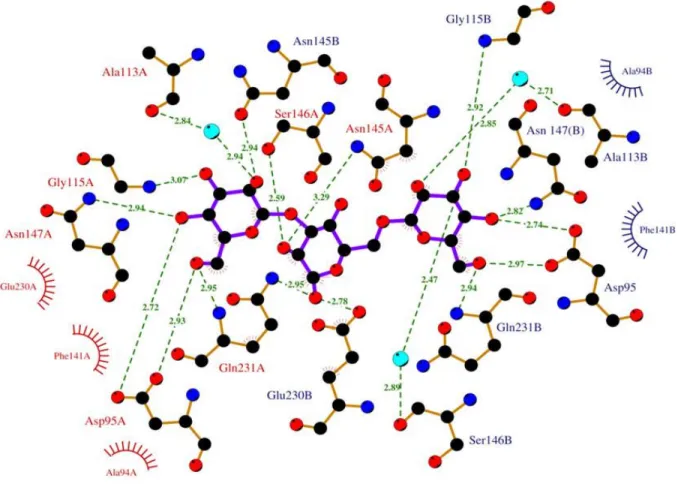 Figure 15. Représentation schématique bidimensionnelle (Ligplot) du réseau de liaisons hydrogène entre les résidus  clés impliqués dans l'interaction entre PelA et le trimannose, partagé entre les monomères A (résidus en rouge) et B  (résidus en bleu) de d