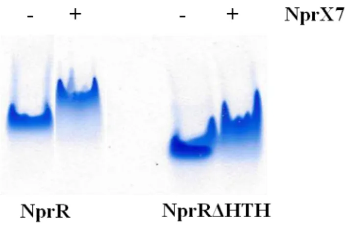 FIGURE 49: Effet de la fixation du peptide sur la migration électrophorétique de l’effecteur  15µg de protéine (10µl à 20µM) ont été déposés sur une gel non dénaturant à 8%