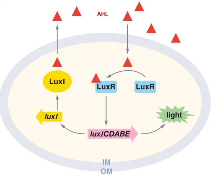 FIGURE 3: Le quorum sensing médié par les AHL chez V. fisheri 