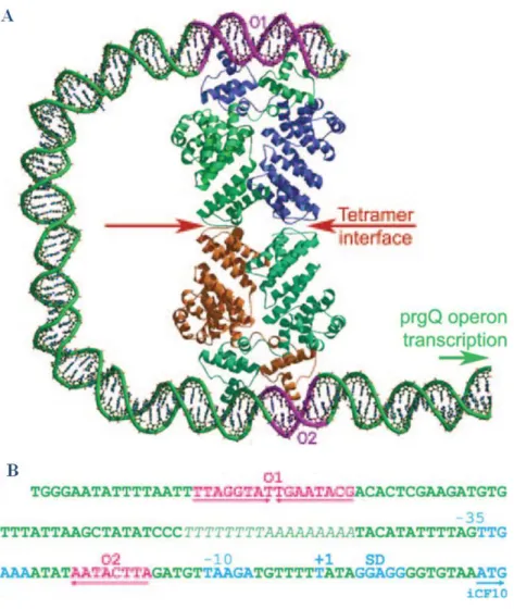 FIGURE 16: Modèle de répression de l’opéron prgQ par PrgX 