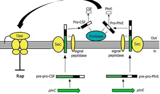 Figure adaptée de l’article : (Pottathil and Lazazzera 2003) 