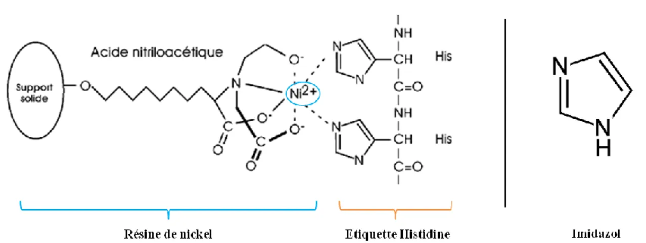 FIGURE 30: Principe de la chromatographie d’affinité IMAC 