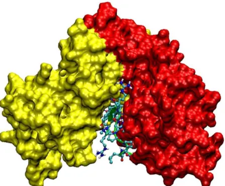 Figure  III.26:  Amarrage  de  pF1  sur  EcFur 1 1 1 1 Vc.  Représentation  en  surface  de  la  protéine,  en  jaune  le  monomère A et en rouge le monomère B