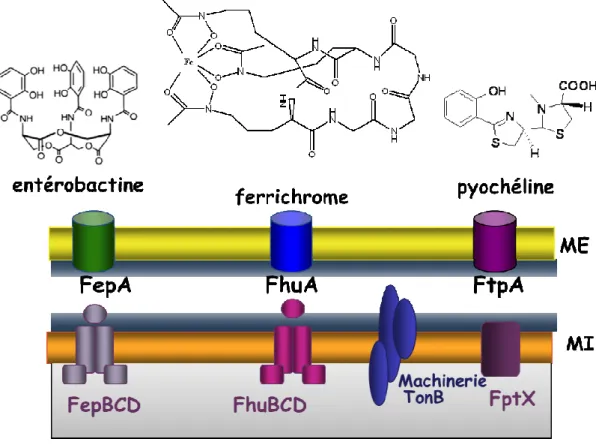 Figure  I.16  :  Structures  de  trois  sidérophores :  l’entérobactine,  le  ferrichrome  et  la  pyocheline