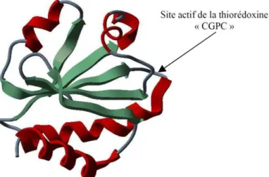 Figure I.29: Structure de la Thioredoxine A d’Escherichia coli. Le site actif composé d’un motif «  CGPC » est le site d’insertion de la région variable pour la construction des aptamères peptidiques