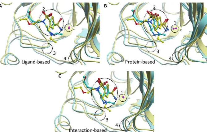 Figure  7  -  Ligand-based  (panel  A),  protein-based  (panel  B)  and  interaction-based  (panel  C)  alignments  of  two  complexes  of  brinzolamide  bound  to  human  carbonic  anhydrase  II  (yellow  ribbons,  pdb  id:  1a42)  and  murine  carbonic a