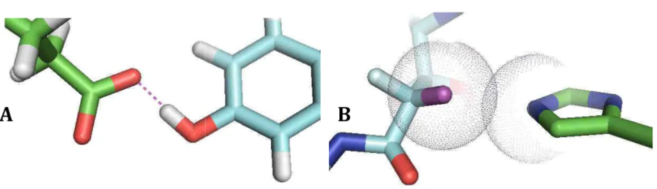 Figure  4  -  Exemples  de  liaison  hydrogène d’œstrogène  alpha  (PDB :  3ERT).  Liaison  h carboxylate du glutamate 47 (en vert)
