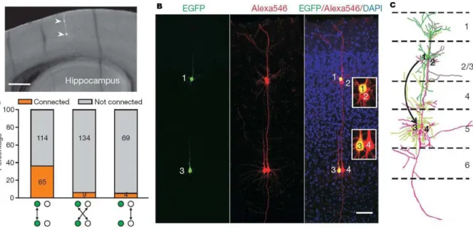 Figure 1. Formation des colonnes corticales. Les cellules neuronales excitatrices provenant de la même fibre  gliale ont une forte préférence pour former de synapses entre elles [Yu, 2009]
