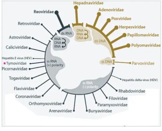 Figure 2 : Importance des virus à ARN positifs 