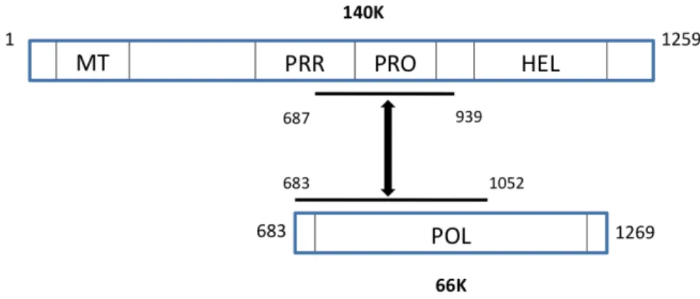 Figure 7 : Intéraction RdRp/protéase lors de la formation du complexe de réplication  