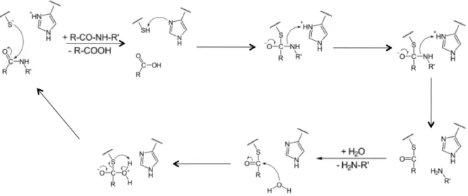 Figure   8   :   Mécanisme   catalytique   des   protéases   à   cystéine     