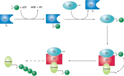 Figure 10 : Mécanisme d’ubiquitination des protéines substrat  