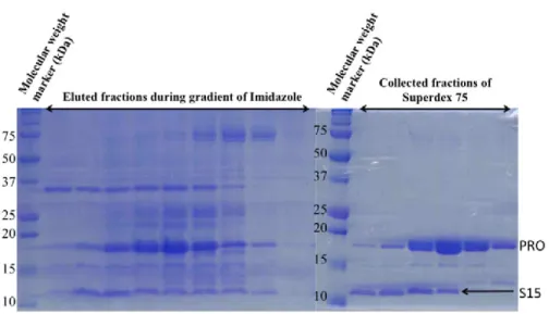 Fig.   1   :   SDS-­‐PAGE   analysis   by   15%   Tris-­‐Tricine   gels   of   PRO   purification