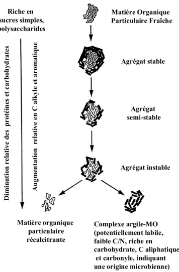 Figure 5 : Modèle conceptuel du turn-over des micro-agrégats (adapté de Golchin et al., 1994) 