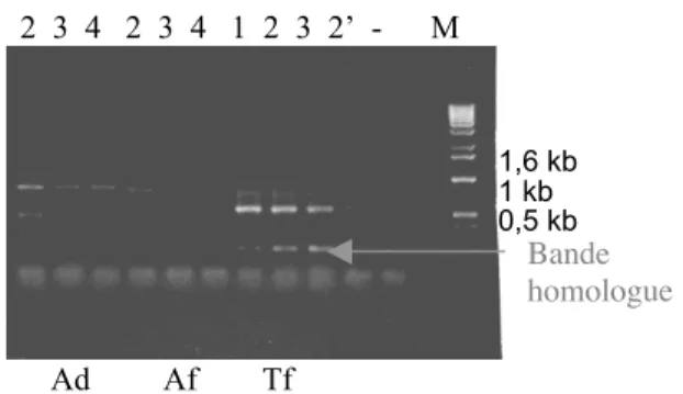 Figure 59 : PCR avec les amorces For1 et Rev1 sur ADN génomique d’Ad : Acacia dealbata, Af : Amorpha fruticosa, Tf : fenugrec (à 10 et ’ : 2 ng d’ADN), à différentes Ta
