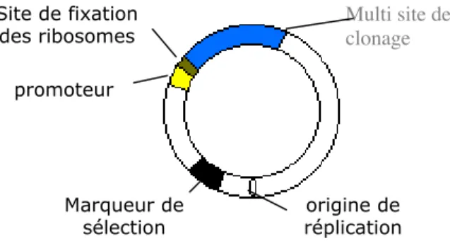 Figure 73 : Représentation schématique d’un vecteur d’expression.