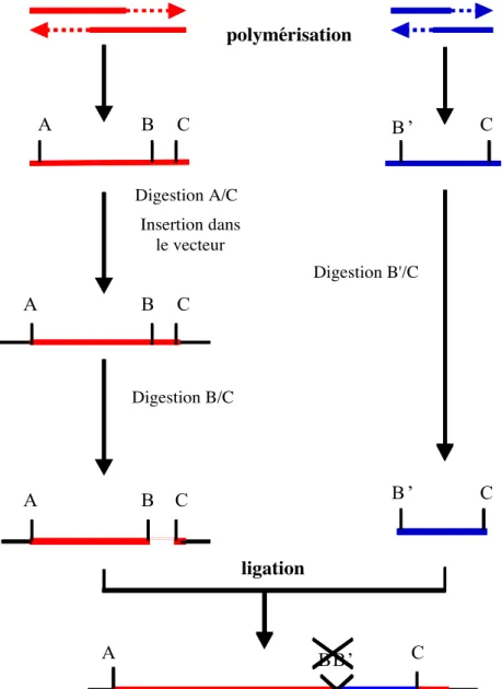 Figure 78 : Stratégie générale de polymérisation d’un gène synthétique. Dans notre cas A= NcoI, B= MstI, B
