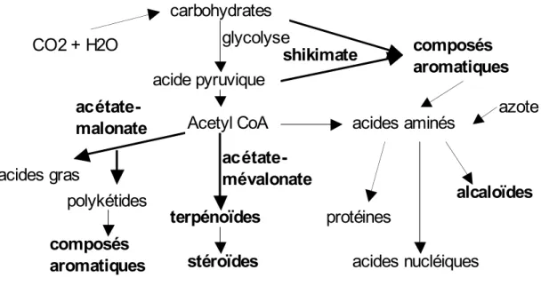 Figure 1 : principales voies de biosynthèse impliquées dans la production des métabolites secondaires végétaux (Panda and Khush, 1995).