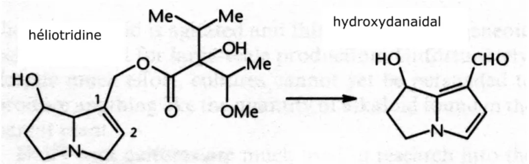Figure 6 : un alcaloïde pyrrolizidine séquestré et métabolisé par les insectes.