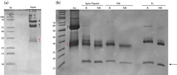 Figure 46: Gels 12% Tris-Tricine en conditions dénaturantes de contrôle en cours de purification