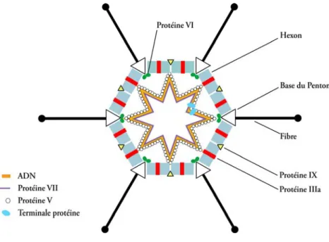 Figure 23: Vue schématique en coupe de la capside de l’Adénovirus de type 5 d’après Stewart et al., 1993