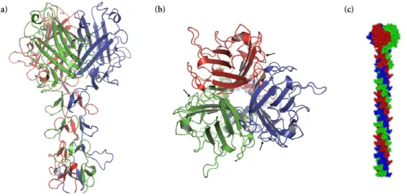 Figure 27: La structure de la Fibre de l'Adénovirus de type 2. 