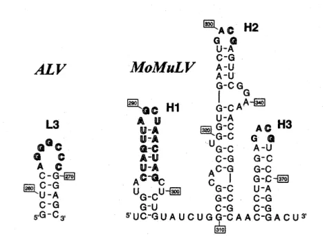 Figure 13. Séquences responsables de l’initiation de la dimérisation chez ALV ( à gauche) et  MoMulV ( à droite) 