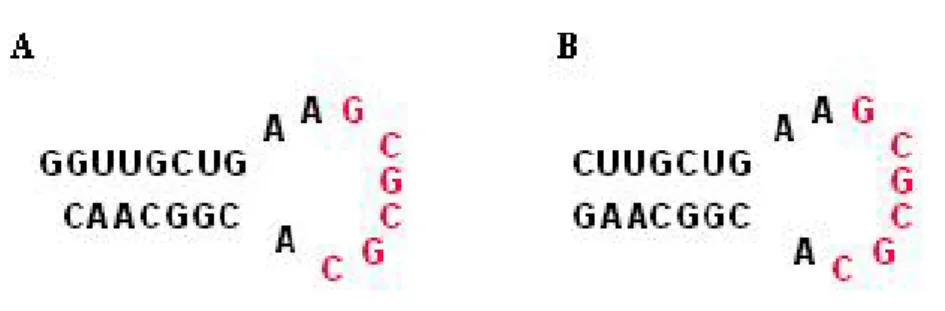 Figure 41. A/ Séquence SL124mer de VIH-1Lai. B/ Séquence  SL123mer sauvage de VIH-1Lai