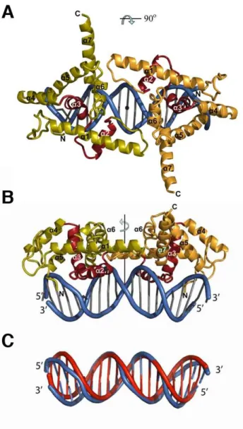 Figure 3: Structure of the LFY-C dimer bound to DNA 
