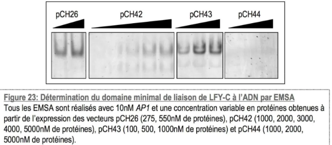 vecteur pCH44; Fig.18B). Par EMSA (Fig.23), nous constatons que les protéines produites à partir de  pCH43 sont toujours capables de lier l’ADN, alors que celles issues de pCH44 n’en sont plus capables
