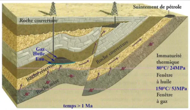 Figure IV.3 : Migration primaire des hydrocarbures de la roche mère aux roches réservoirs et migration  secondaire des roches réservoirs à d’autres réservoirs (Huc, 2004)