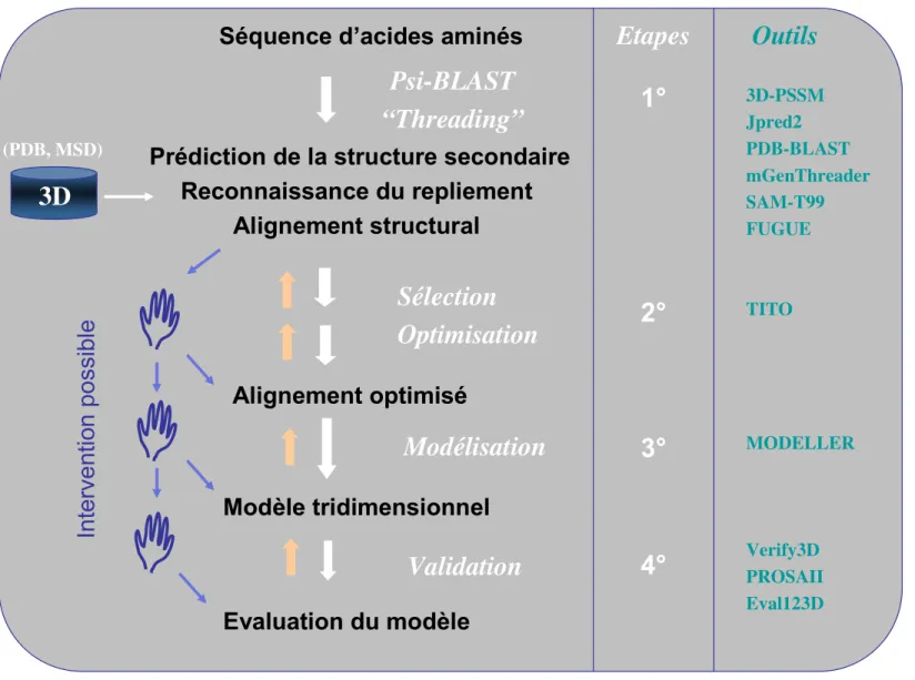 Figure 2 .  Procédure de modélisation par homologie en quatre étapes : 1° Reconnaissance du repliement et choix de la structure support, 2° Alignement des séquences, 3° 