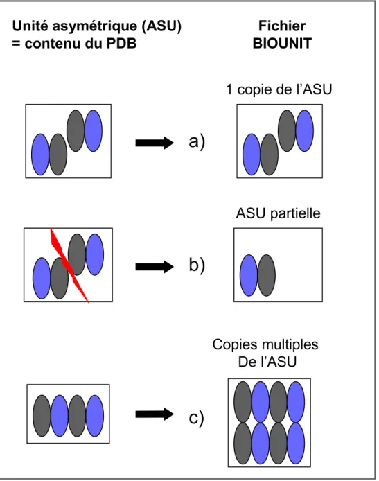 Figure 9. L’unité asymétrique (ASU) est le contenu même du fichier PDB d’origine. Afin d’obtenir le complexe  biologique (fichier Biounit), il est parfois nécessaire de dupliquer (c) ou de tronquer le contenu de l’ASU (b)