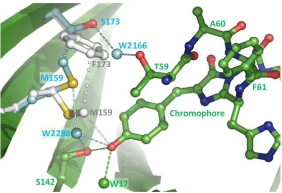 Figure II.2.10 - Changes in the chromophore environment induced by the F173S mutation in EosFP