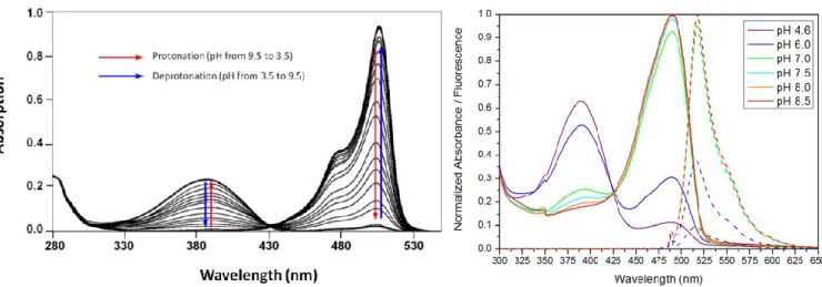 Figure II.2.18 - Evolution of the absorption spectra of EosFP (left) and the evolution of the  absorption and fluorescence spectra of IrisFP (right) depending on their protonation state