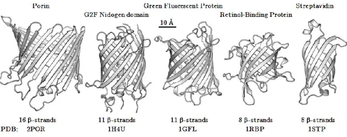 Figure I.2.4 - The different types of -barrel foldings in Porin, GFP and RBP 