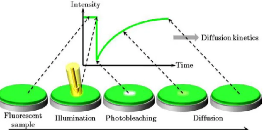 Figure I.2.13 - The FRAP technique uses the photobleaching phenomenon as an advantage 
