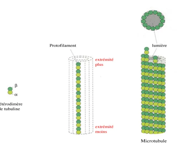 Figure  1 :  Les  différents  niveaux  d’organisation  de  la  tubuline.  Les  héterodimères  de tubulines s’assemblent sur une dimension afin de former les protofilaments qui à leur tour s’associent  latéralement  pour  former  un  feuillet