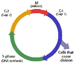 Figure 8 : Description des transitions abordant le cycle cellulaire. Il est composé des quatre événements morphologiques suivants :