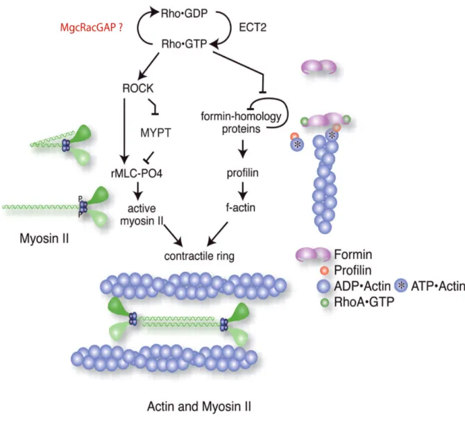 Figure 11 : Voie de signalisation RhoA. RhoA•GTP stimule la myosine-2 et l’assemblage des filaments  d’actines  en  activant  la  kinase  ROCK