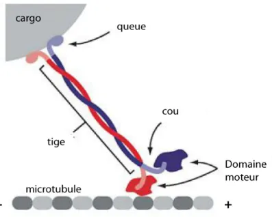 Figure  12 : MKLP-1 est une kinésine à moteur N-terminal. Elle hydrolyse l’ATP pour se déplacer  vers  l’extrémité +  des  microtubules